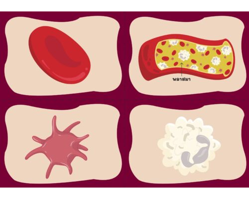 เกม1 ส่วนประกอบของโลหิต